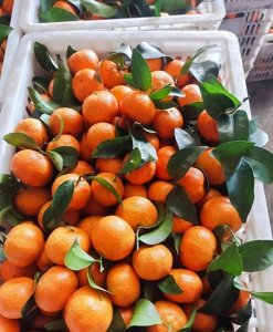 ​发现今年砂糖橘价格涨了不少，老板说比去年同期贵了近三成！