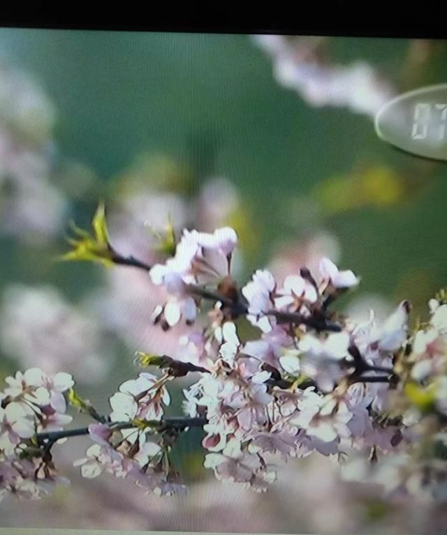 春分的寓意，春分古诗寓意？图3