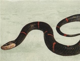 号称中国最毒蛇：喜玛拉雅白头蛇，罕见并恐惧！