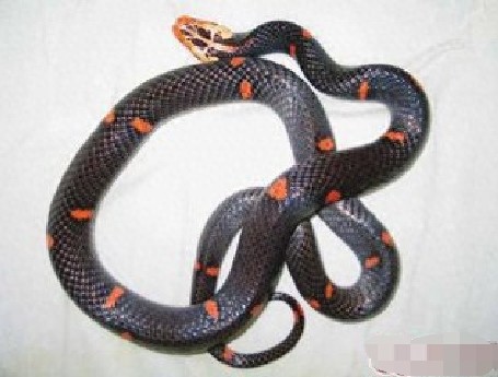 号称中国最毒蛇：喜玛拉雅白头蛇，罕见并恐惧！