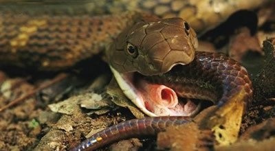 号称中国最毒蛇：喜玛拉雅白头蛇，罕见并恐惧！