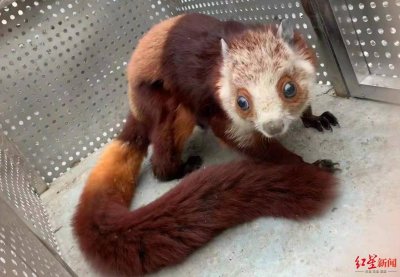 ​四川乐山悬崖边纵身一跃的“飞狐”其实也叫“寒号鸟”