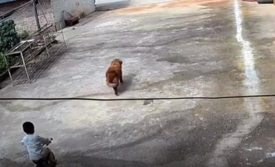 ​云南警方通报2岁走失男童已去世，此前随行狗独自归家