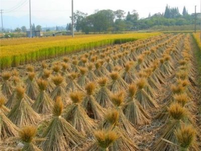 ​你所不知道的秸秆