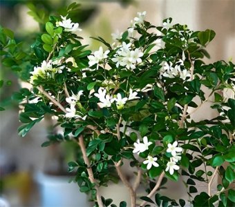 ​北方室内养九里香，这些养护疑问你都有吗？