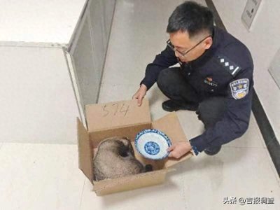 ​狗獾饿晕，民警好吃好喝好招待后放归山林