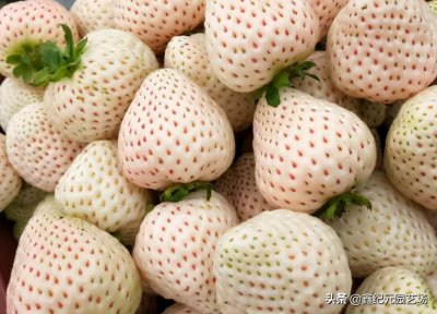 ​白草莓品种简介，天使AE，桃熏，不一样的色彩