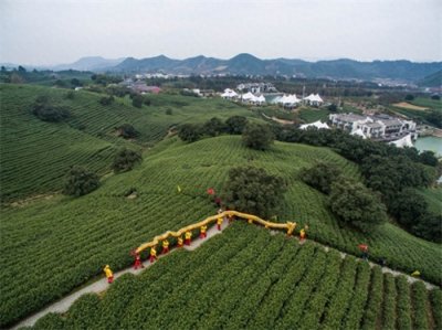 ​浙江安吉：“美丽乡村”春茶飘香 17万亩白茶进入采摘期