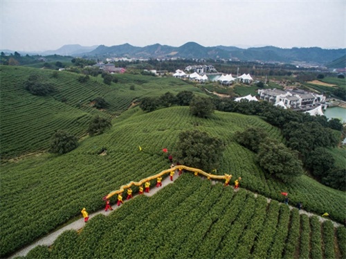 浙江安吉：“美丽乡村”春茶飘香 17万亩白茶进入采摘期