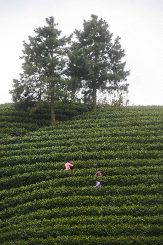 浙江安吉：“美丽乡村”春茶飘香 17万亩白茶进入采摘期