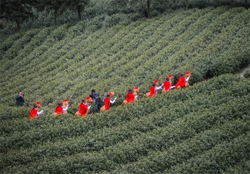 浙江安吉：“美丽乡村”春茶飘香 17万亩白茶进入采摘期