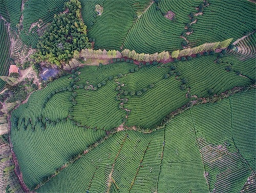浙江安吉：“美丽乡村”春茶飘香 17万亩白茶进入采摘期