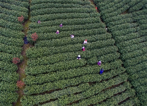 浙江安吉：“美丽乡村”春茶飘香 17万亩白茶进入采摘期