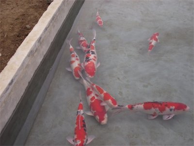 ​图解：锦鲤繁殖、生产、养殖的全过程