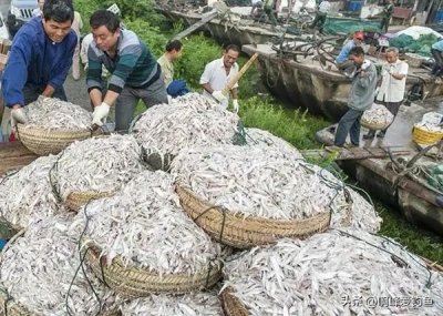 ​太湖银鱼跌落“神坛”，曾被21省争相移植，现在却成“烫手山芋”