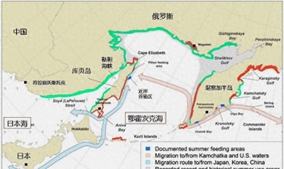 ​明太鱼流向中国，一年可捞300多万吨，如今成“财富密码”？