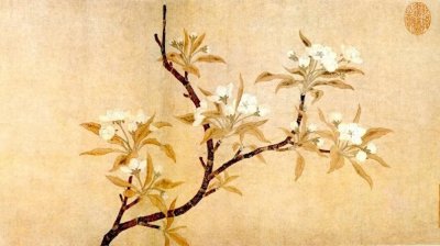 ​梨花一枝春带雨 白居易为何以梨花形容杨贵妃