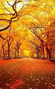 ​秋天美图分享，金秋十月，秋树秋叶秋草黄