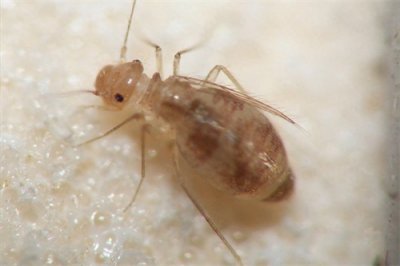 ​书虱为什么会出现在床上？书虱出现在床上的原因和清除办法！